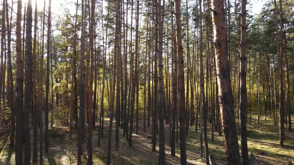 Autumn Forest with Trees By Day