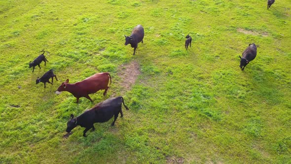 Aerial view over cows walking through a farm field.