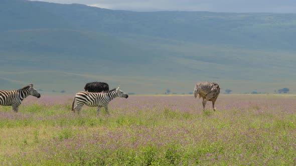 A herd of common zebras galopping in Serengeti National Park Tanzania - 4K