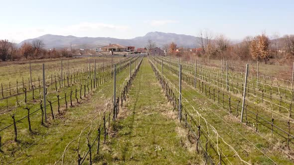 low level flight between rows of dry vineyard seedlings at planting season