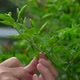Gardener's Hand Picking Chili Peppers From A Tree - VideoHive Item for Sale
