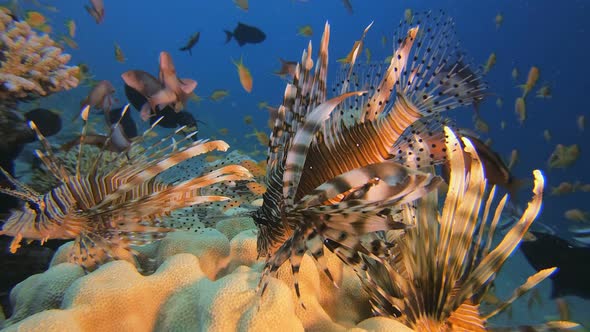 Marine Life Lion-Fish