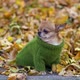 Dressed warmly chihuahua at autumn park. - VideoHive Item for Sale