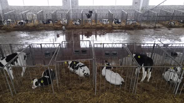 Little Calves Are Locked In Separate Cages. Breeding Cows On A Dairy Farm