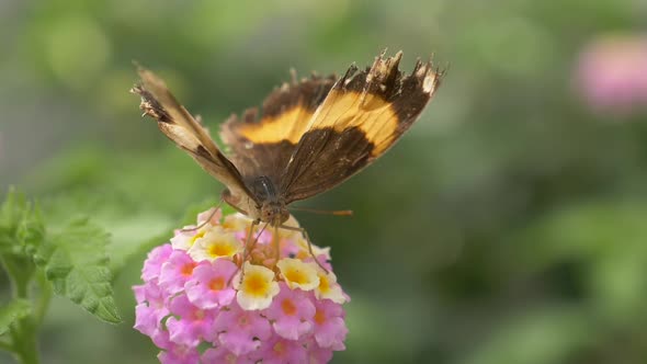 Detail shot of Majestic Monarch Butterfly on Pink Flower during Pollination Nectar Process in sunlig