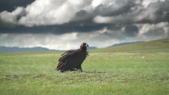 A Free Wild Cinereous Vulture in Natural Habitat of Lowland