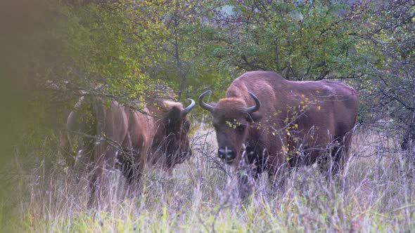 European bison bonasus group looking for food in a steppe, Czechia.
