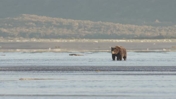 Grizzly Bear Standing in Water with Heat Rays