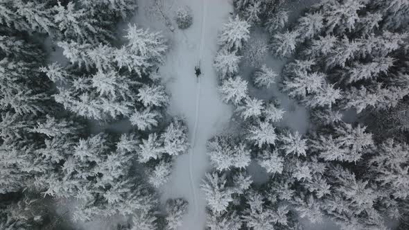 Drone Tracking Man Ski Touring Through Snow Covered Forest