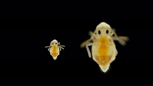 Insect Collembola Under the Microscope