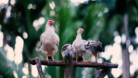 Close up view of chickens roosting on a tropical farm in Asia.  Young birds stay close to the mother