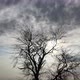 Crown of a Tree Against the Sky - VideoHive Item for Sale