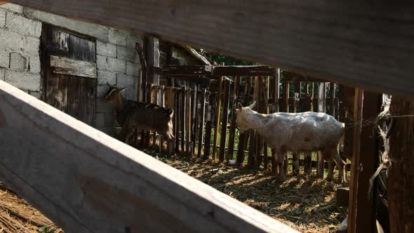 Domestic animal Capra aegagrus hircus in the barn 4K 2160p 30fps UltraHD footage - Close-up of  goat