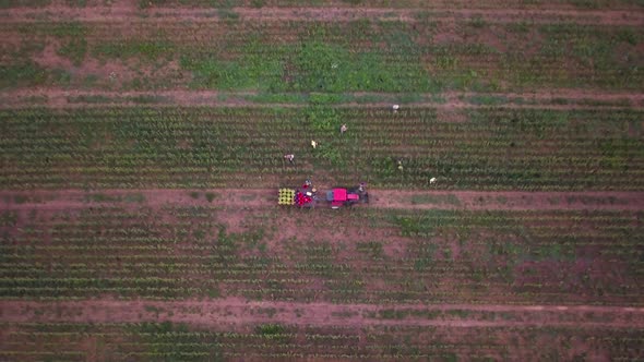 Descending aerial view of workers in field picking fresh corn with tractor pulling corn wagon nearby