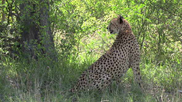 An alert cheetah watching her surroundings in dense African bushland.