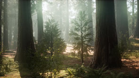 Sunrise in the Sequoias, General Grant Grove, Sequoia National Park