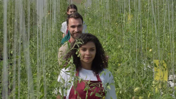 Proud Hothouse Workers Walking with Tomato Harvest