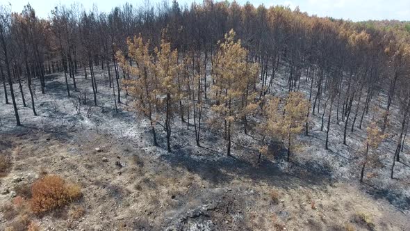 Dried Trees that Turned to Ash the Day After the Forest Fire