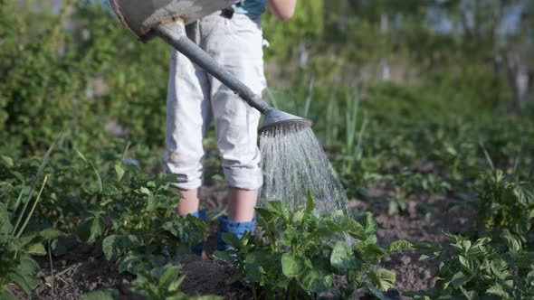 Farming, Male Child in Garden Watering Seedlings From a Watering Can