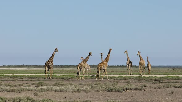 Giraffes Walking Over Etosha Plains