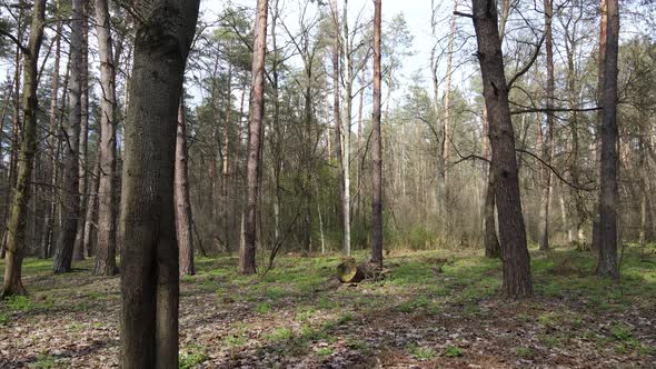 Beautiful Forest Landscape Aerial View Slow Motion