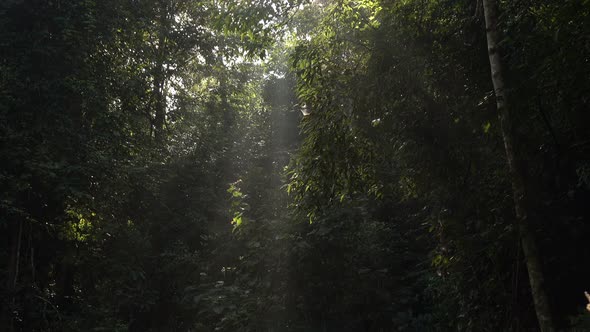 Forest With Shining Sun