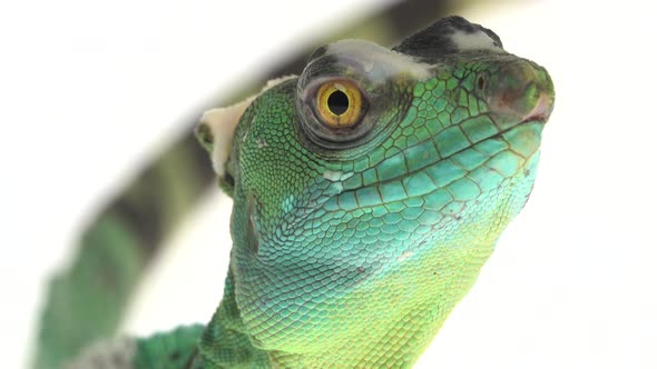 Green Basilisks or Basiliscus Basiliscus on White Background