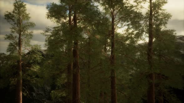 Fog and Pine Trees on Rugged Mountainside and Coming Storm alt