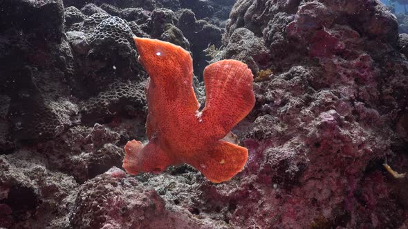 Orange Giant Frogfish (Antennarius commerson) swimming over tropical coral reef