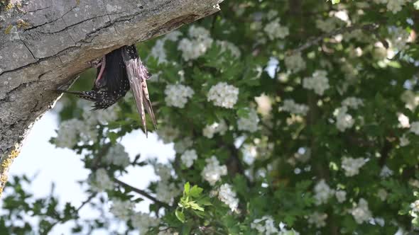 Common Starling, Sturnus vulgaris with an insect in its beak it flies into the hollow. Slow motion