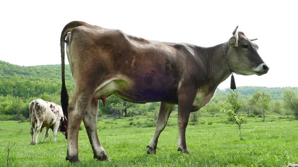 Cow And Calf Grazing Fresh Green Grass