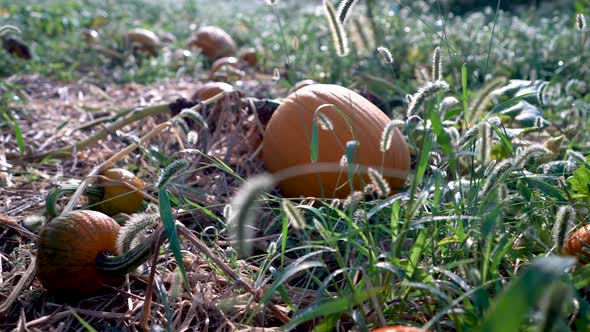 Dolly motion to the left of various size pumpkins in a path on withered vines at sunrise.