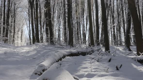 forest trees. nature snow wood backgrounds. panorama