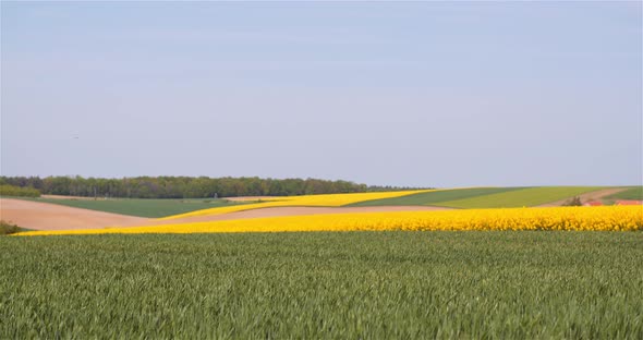 Wide Shot of Beautiful Agricultural Blooming Landscape