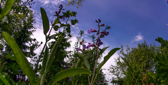 Sky From Grass