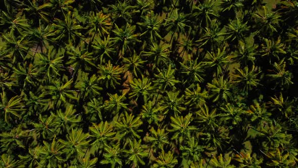 Beautiful Grows Palm Trees Aerial