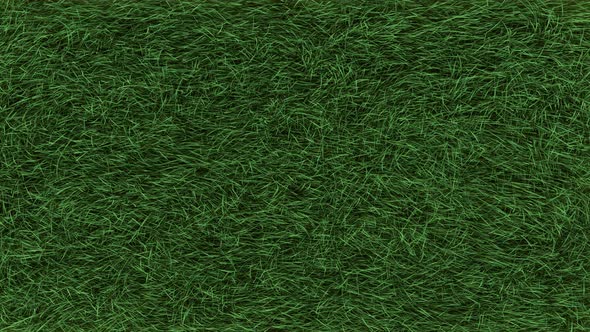 Grass Slow Top View Loop 4K