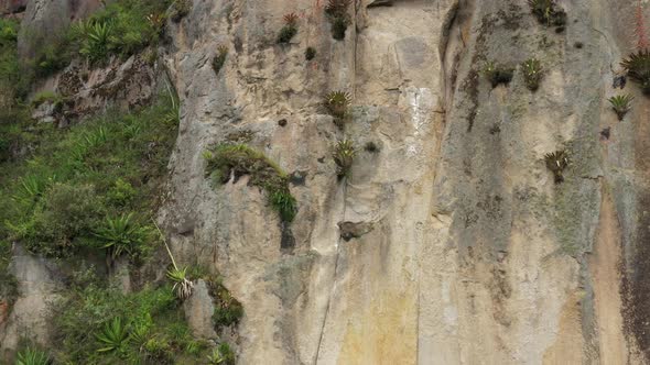 Slowly circeling around a large cliff that contains bromelias in flower and other trees and grasses