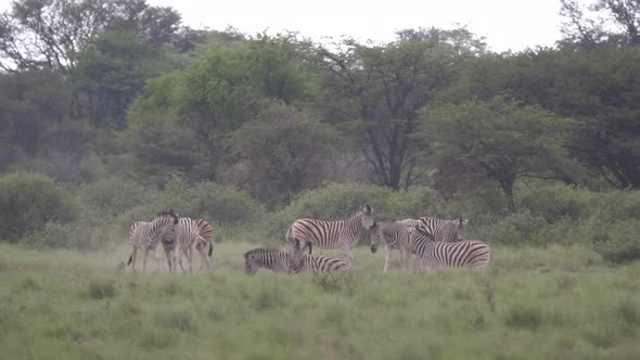 Herd of Zebras at Khama Rhino Sanctuary