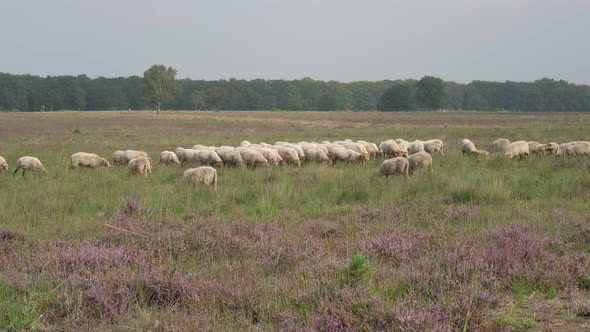 Herd of sheep grazing at the purple blooming heather in the Netherlands