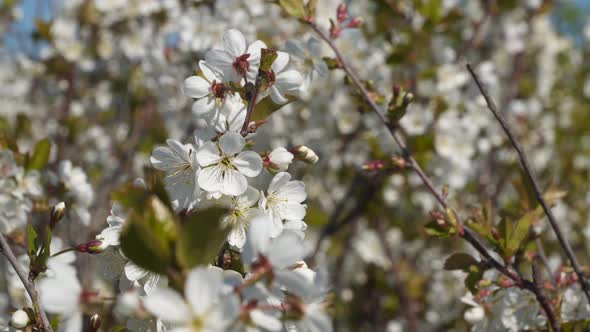 Blooming cherry. Cherry blossom branch.