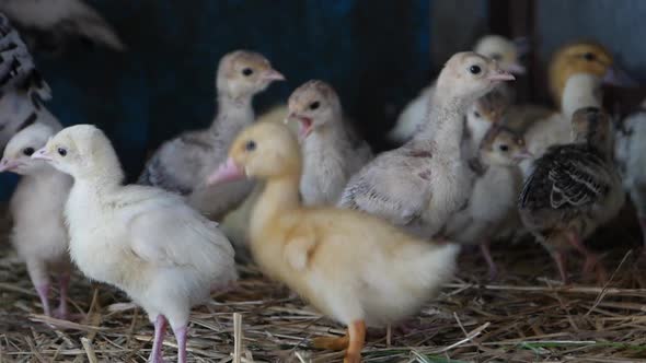 Three Baby Turkeys