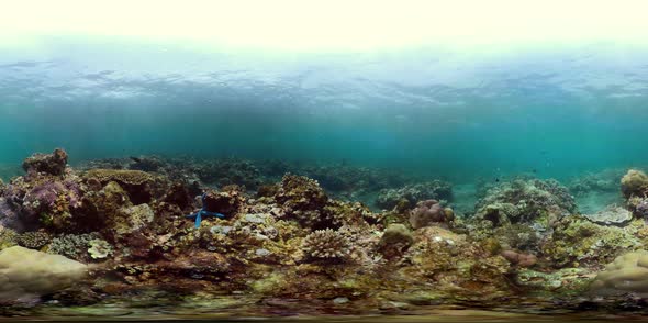 Coral Reef and Tropical Fish Vr360