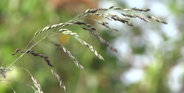 Grass At The Wind - 08 alt