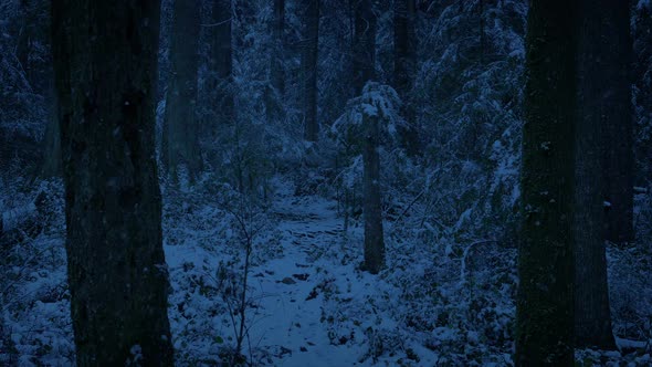 Trail Through Snowy Woods At Night