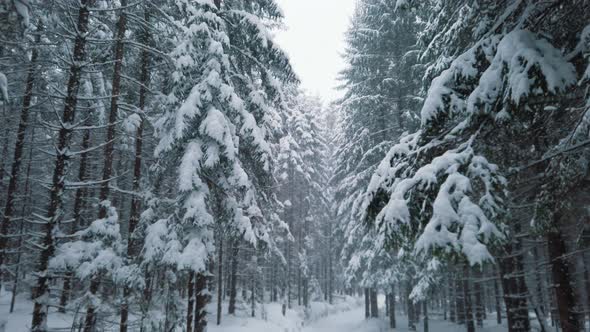Beautiful Scenery of Tall Evergreen Trees Covered in Snow