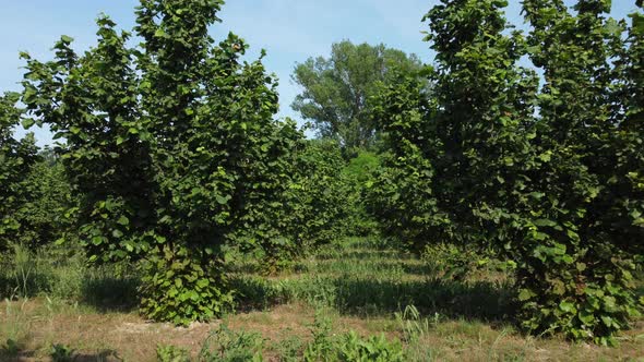 Hazelnut agriculture organic cultivation field, farming in Langhe, Piedmont Piemonte Italy