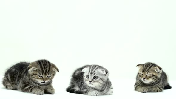 Many Small Kittens Scottish Fold and Straight Are Running Around. White Background