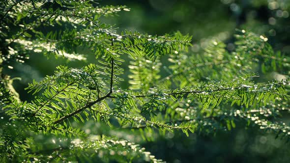 Trees In Gentle Breeze On Sunny Day