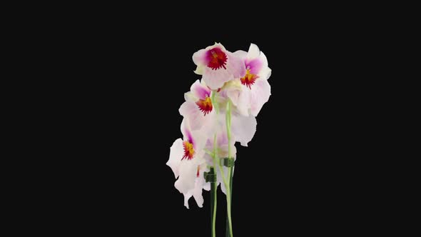 Time-lapse of opening Orchid Miltonia Capitola